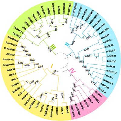 Glycogen synthase kinases in model and crop plants – From negative regulators of brassinosteroid signaling to multifaceted hubs of various signaling pathways and modulators of plant reproduction and yield